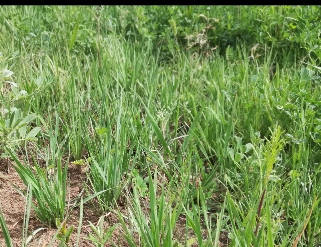 現場圖2：恢復植物生長于雅江北岸風積沙地