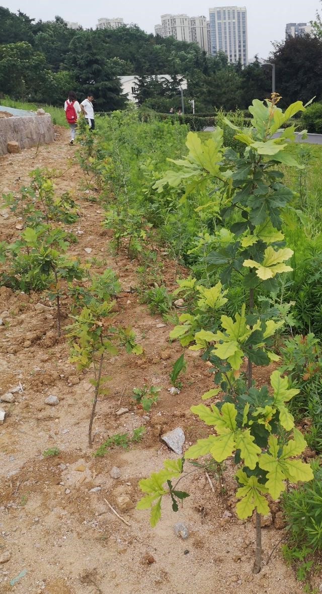 麻櫟被栽植在一片空曠的土地上